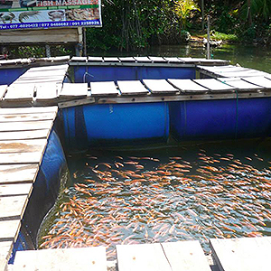 Fish massage Balapitiya, Sri Lanka
